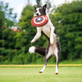 AVENGERS - Captain America - Jouet pour Chien - Frisbee '23cm'FIG2800000467_4.jpg