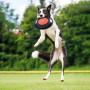 AC/DC - Jouet pour Chien - Frisbee '23cm'FIG2800000469_4.jpg